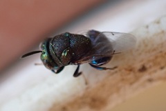 Perilampidae