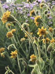 Arnica discoidea