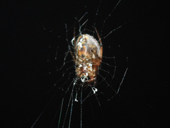 Araneus ejusmodi