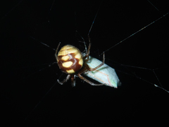 Araneus ejusmodi