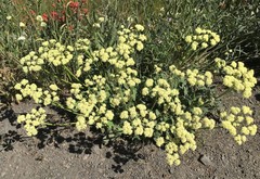 Eriogonum compositum compositum