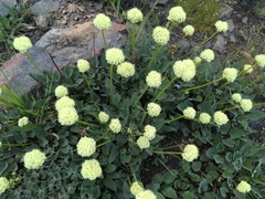 Eriogonum compositum compositum