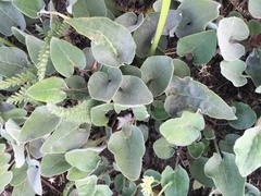 Eriogonum compositum compositum