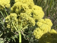 Eriogonum compositum compositum