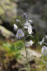 Veronica gentianoides