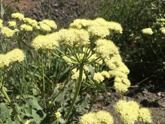Eriogonum compositum compositum