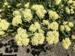 Eriogonum compositum compositum