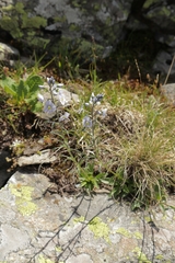 Veronica gentianoides