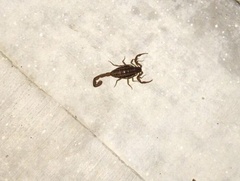 Centruroides balsasensis