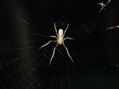 Cyphalonotus