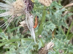 Rhagonycha fulva