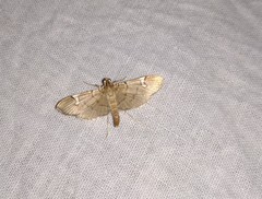 Chalcidoptera appensalis