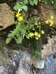 Senecio squalidus rupestris