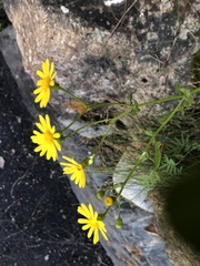 Senecio squalidus rupestris