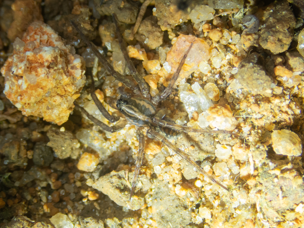 Trochosa aquatica