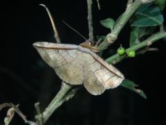 Entomogramma fautrix