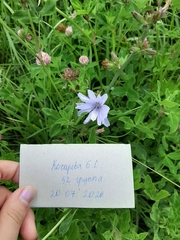 Cichorium intybus