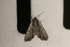 Apamea verbascoides