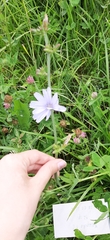 Cichorium intybus