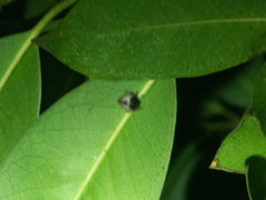 Emertonella taczanowskii