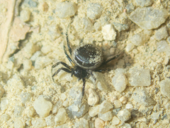 Emertonella taczanowskii
