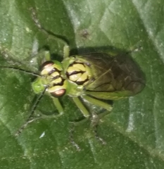 Rhogogaster punctulata