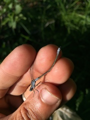 Lestes forcipatus