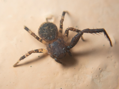 Pycnaxis