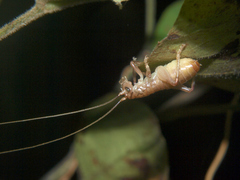 Stictogryllacris