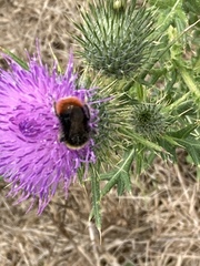 Bombus lapidarius