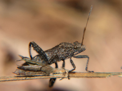 Heegeria tangirica