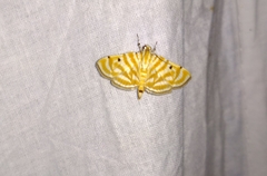 Notarcha tigrina