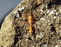 Myrmaplata plataleoides