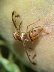 Bactrocera cucurbitae