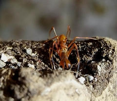 Myrmaplata plataleoides