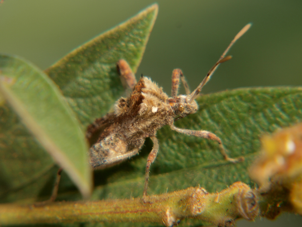 Clavigralla tomentosicollis