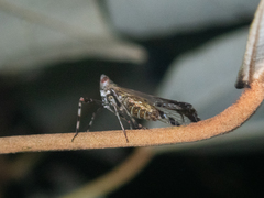 Orthopagus splendens