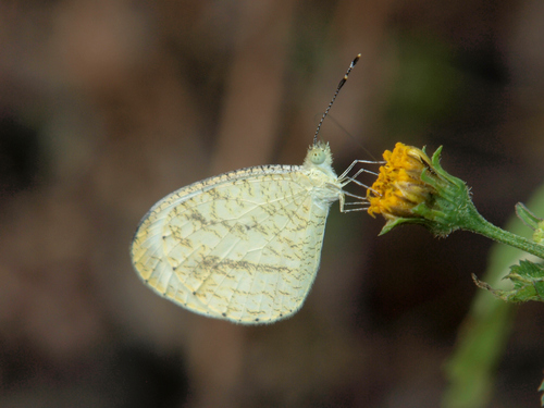 Immaculate Wood White