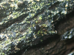 Euryopis episinoides