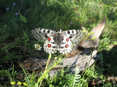Parnassius nomion