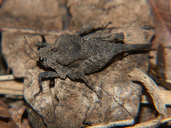 Dasyleurotettix infaustus