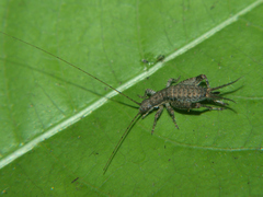 Arachnocephalus