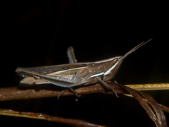 Cohembia acuta