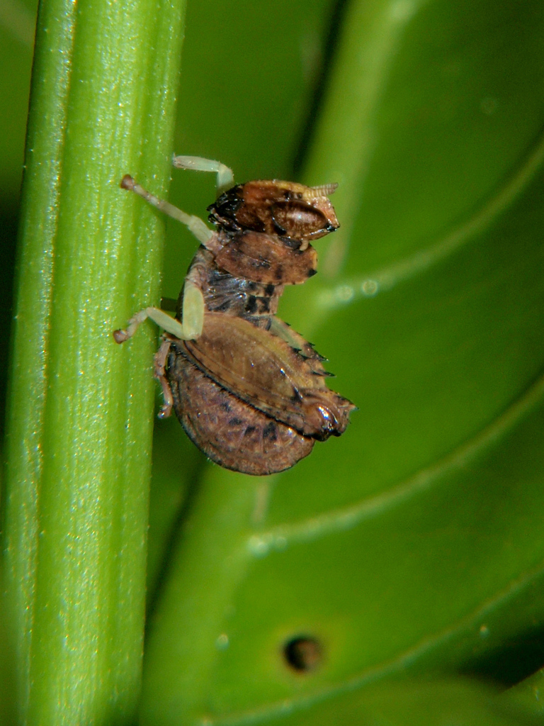 Schulthessiella forficata