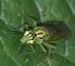Rhogogaster punctulata