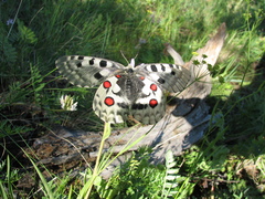 Parnassius nomion