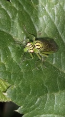 Rhogogaster punctulata