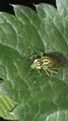 Rhogogaster punctulata