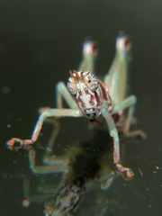 Litothericles marginatus