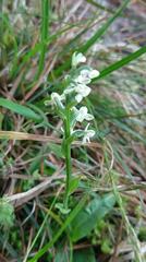 Platanthera brevicalcarata